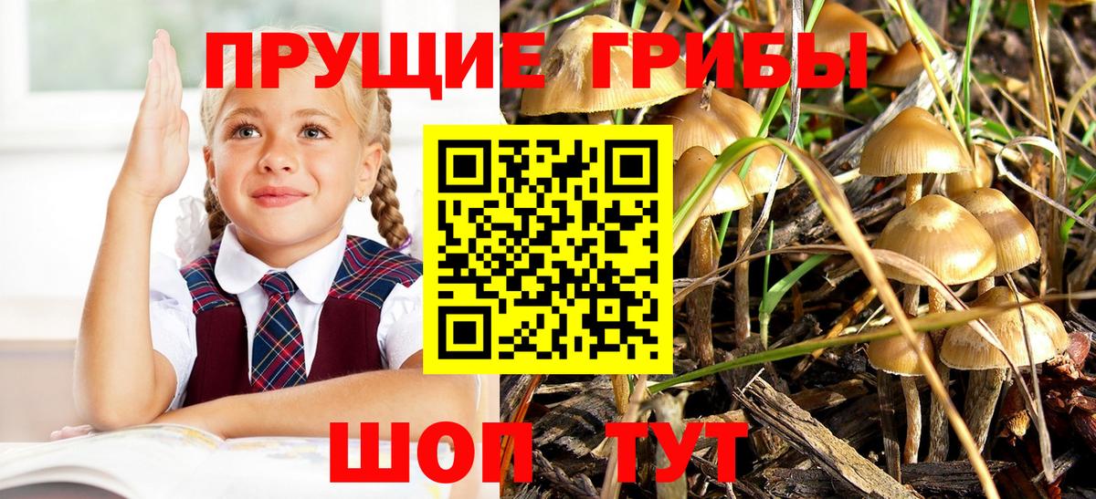 Галлюциногенные грибы Psilocybe Артём